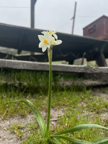 iNaturalist observation photo of Bunch-flowered Daffodil
