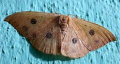 Agnidra discispilaria