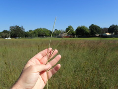Paspalum monostachyum