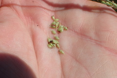Paspalum monostachyum