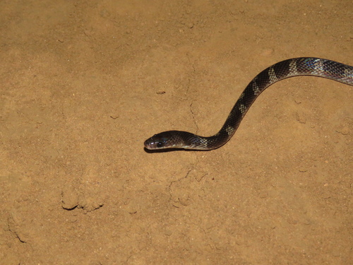 Oxyrhopus petolarius