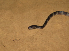 Oxyrhopus petolarius