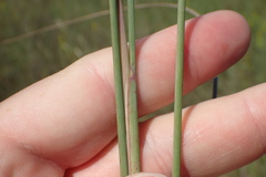 Paspalum monostachyum