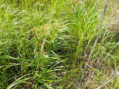 Rhynchospora corniculata