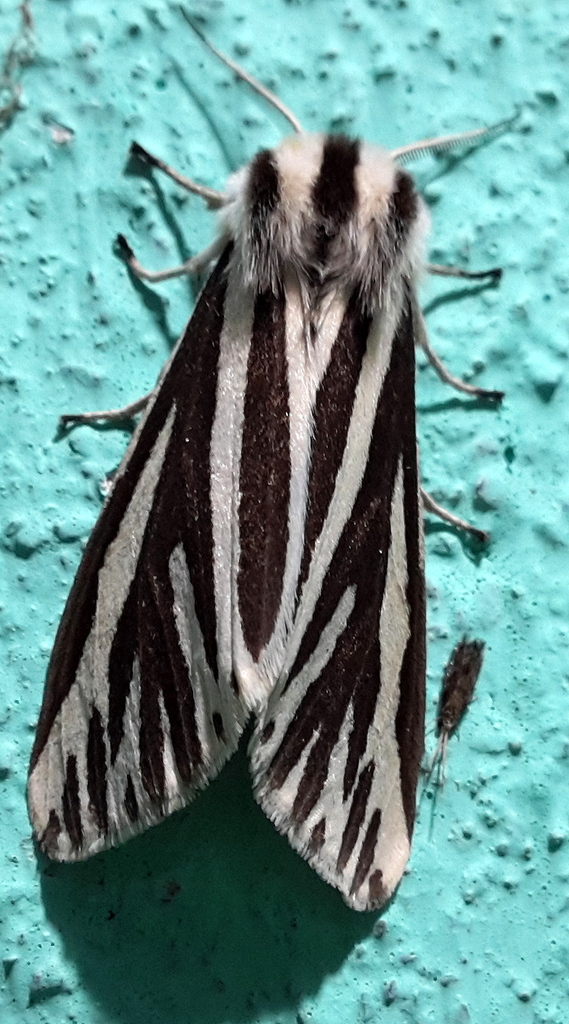 Cladarctia