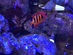 Centropyge loriculus