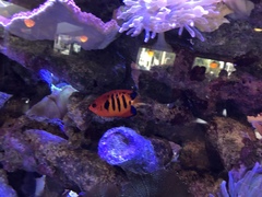 Centropyge loriculus