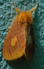 Euproctis plagiata