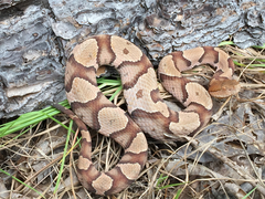 Common Snakes Identification Guide For The Houston Area Inaturalist