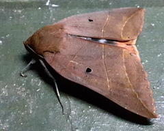 Thyas juno