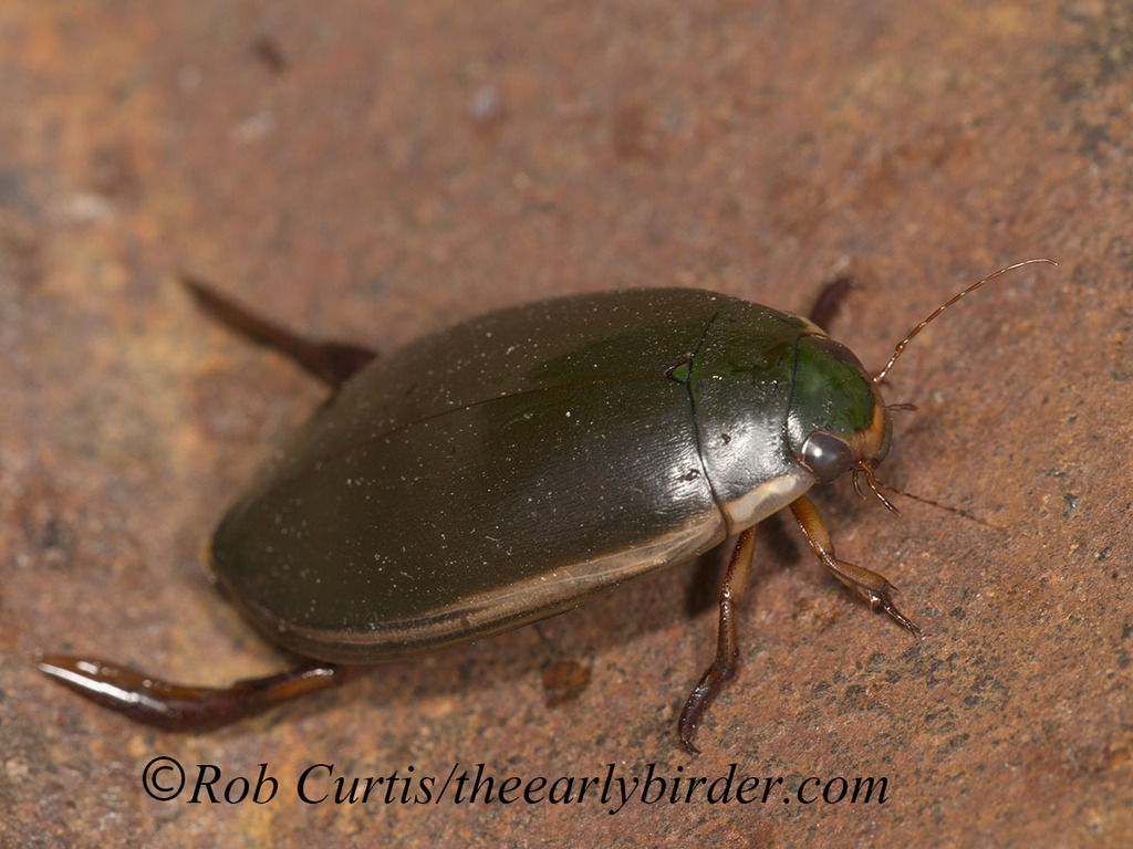 Fringed Diving Beetle