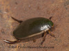 Fringed Diving Beetle - Photo (c) robirdman, some rights reserved (CC BY-NC), uploaded by robirdman