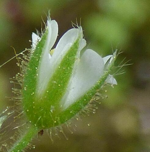 Representative image of Cerastium brachypetalum roeseri
