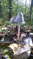 Coprinus comatus