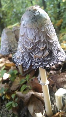 Coprinus comatus