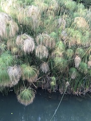 Cyperus papyrus