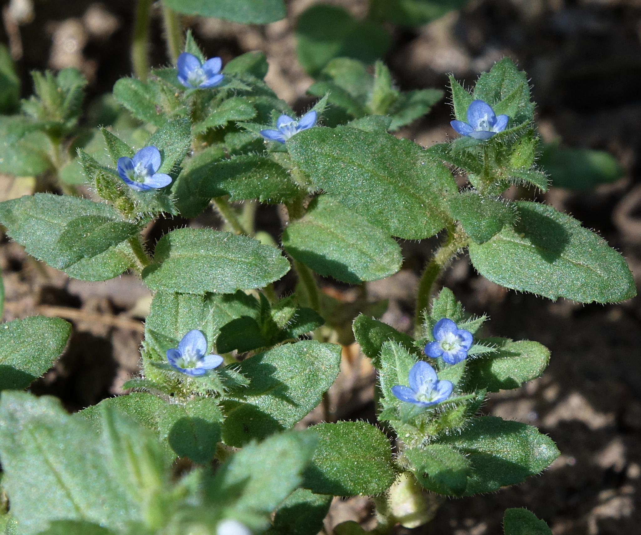 Veronica biloba