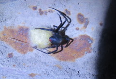 Latrodectus mirabilis