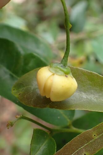 Image of Dwaba-Berry (Monanthotaxis afra) by no rights reserved