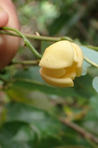 Image of Dwaba-Berry (Monanthotaxis afra) by no rights reserved
