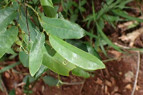 Image of Dwaba-Berry (Monanthotaxis afra) by no rights reserved