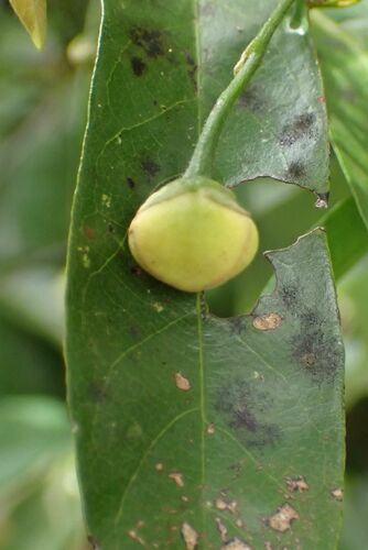 Image of Dwaba-Berry (Monanthotaxis afra) by no rights reserved