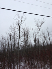Fraxinus nigra