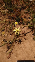 Pauridia serrata serrata