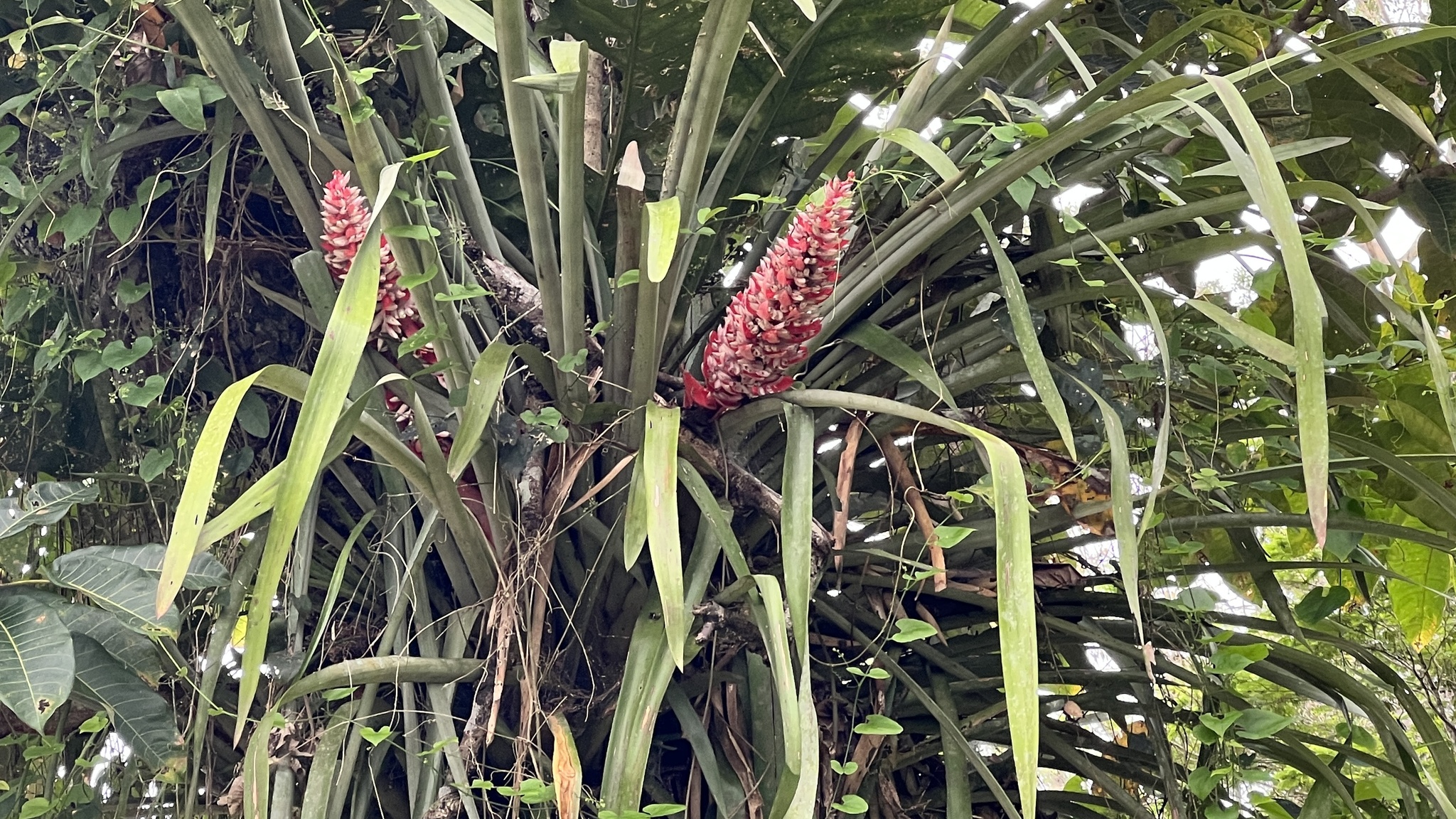 Aechmea vallerandii