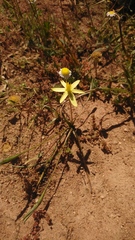 Pauridia serrata serrata