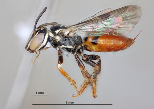 Allodape