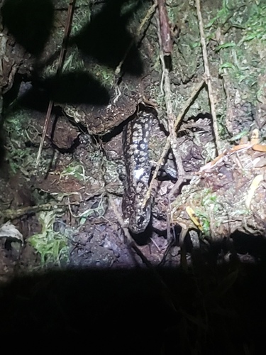 Wandering Salamander, Aneides vagrans