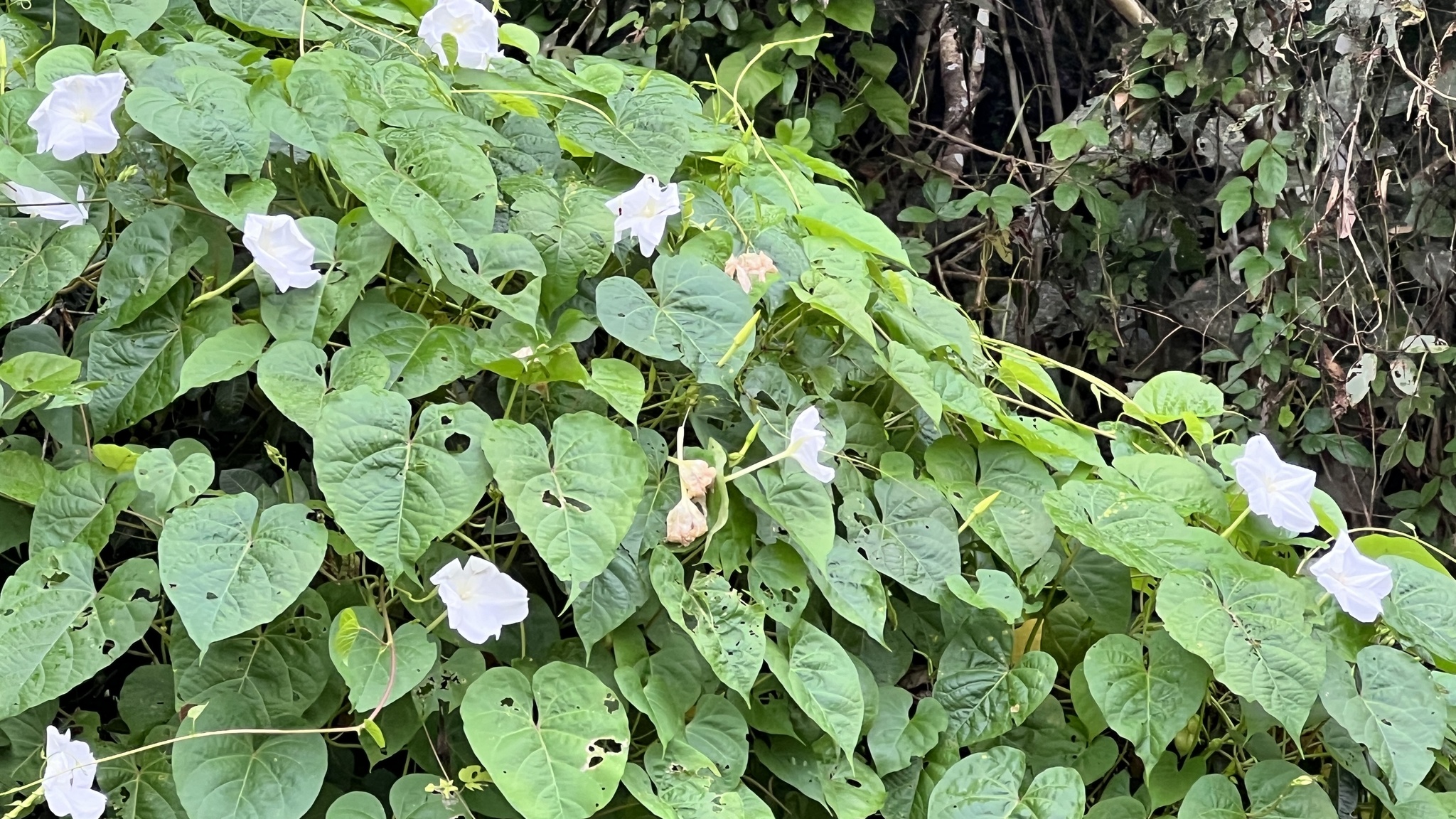 Ipomoea alba