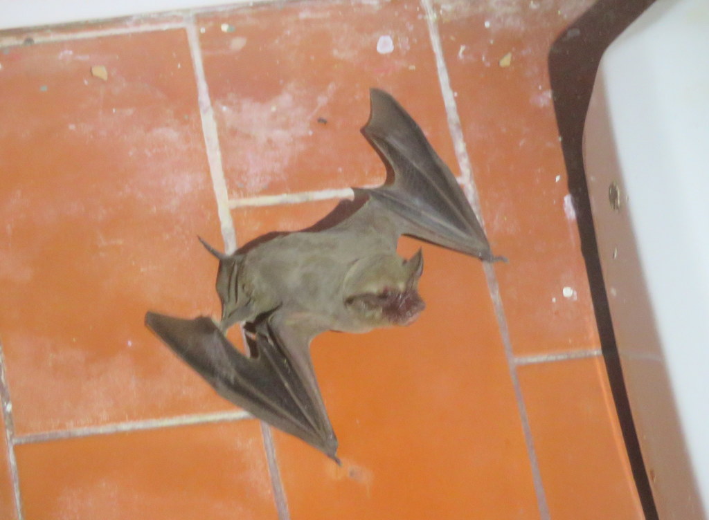 Patagonian Dwarf Bonneted Bat