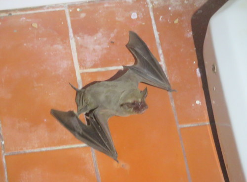 Patagonian Dwarf Bonneted Bat