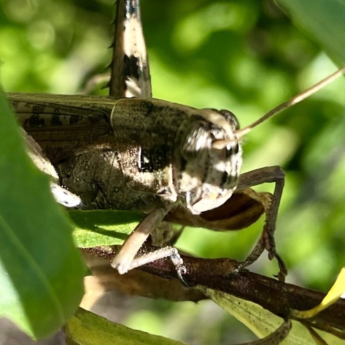 iNaturalist observation photo of Gray Bird Grasshopper