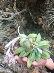 Echeveria rosea