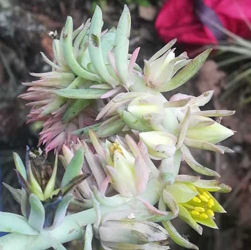 Echeveria rosea