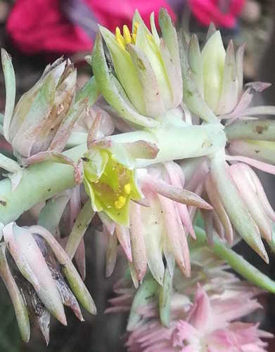 Echeveria rosea