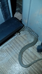 Dolichophis jugularis