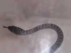 Dolichophis jugularis