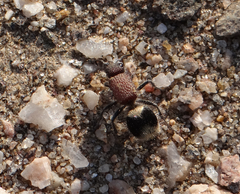 Ronisia