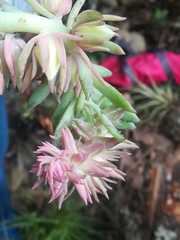 Echeveria rosea