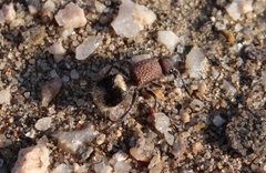 Ronisia