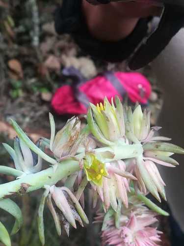 Echeveria rosea