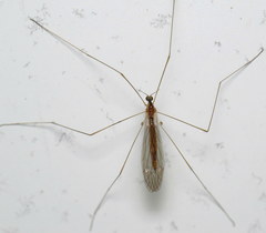Dicranomyia liberta