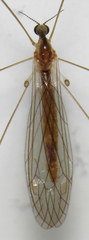 Dicranomyia liberta