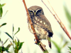 Glaucidium nana
