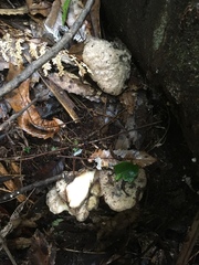 Laetiporus portentosus image