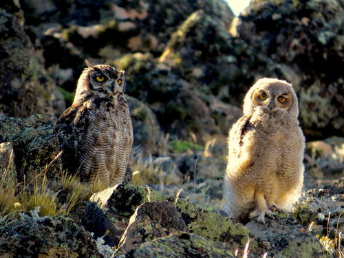 Bubo magellanicus